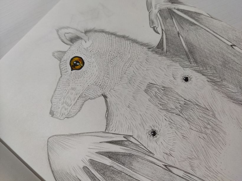 Un murciélago / It´s a Bat.