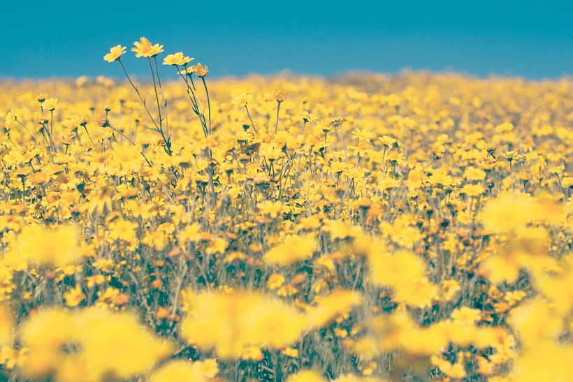 O Yellow Day se opõe ao Blue Monday, o dia mais triste do ano