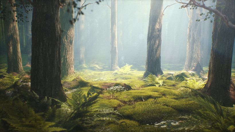 Bosque 2