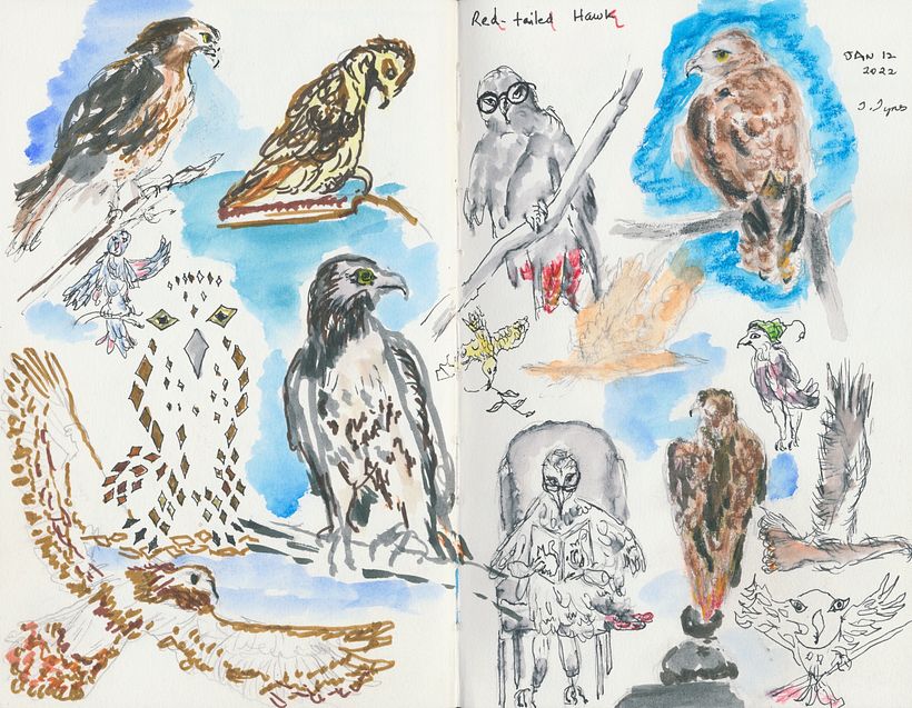 Studies of the Red-Tailed Hawk