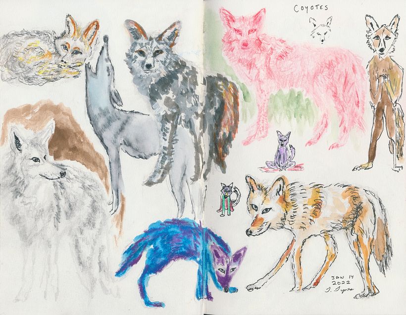 Studies of the Coyote
