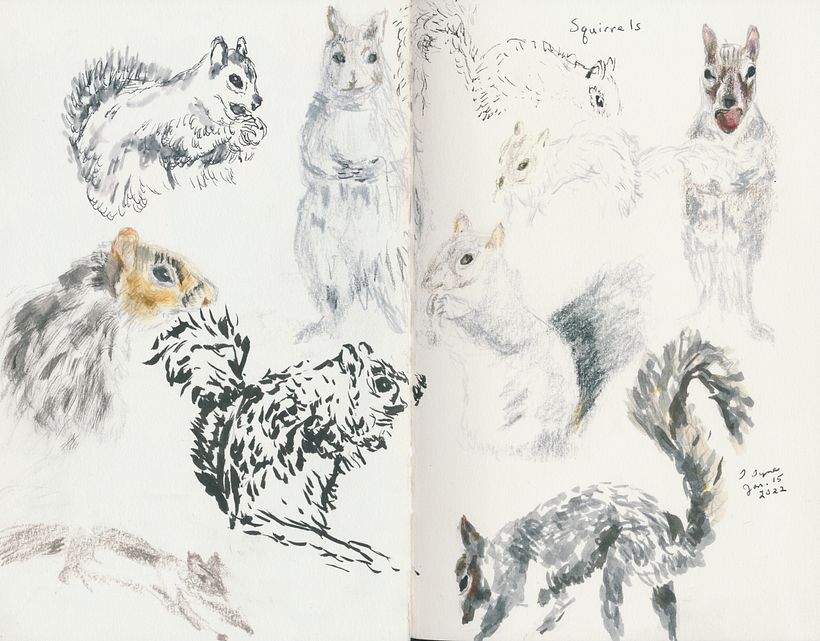 Studies of Squirrels