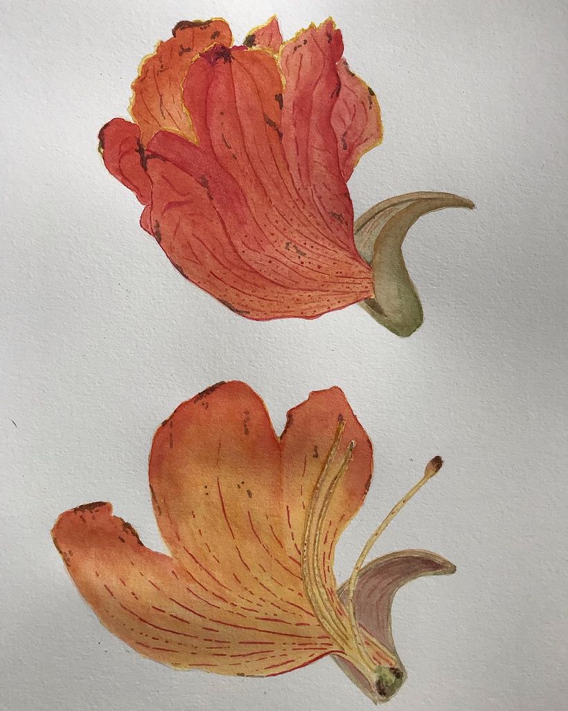 Spathodea campanulata