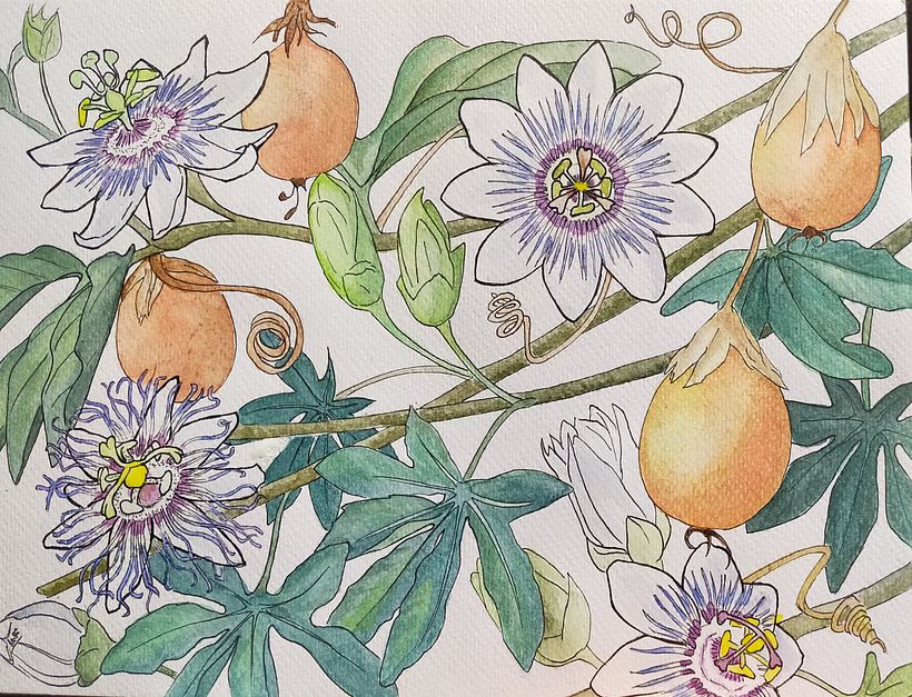 My project in Botanical Watercolor Sketchbook course 1
