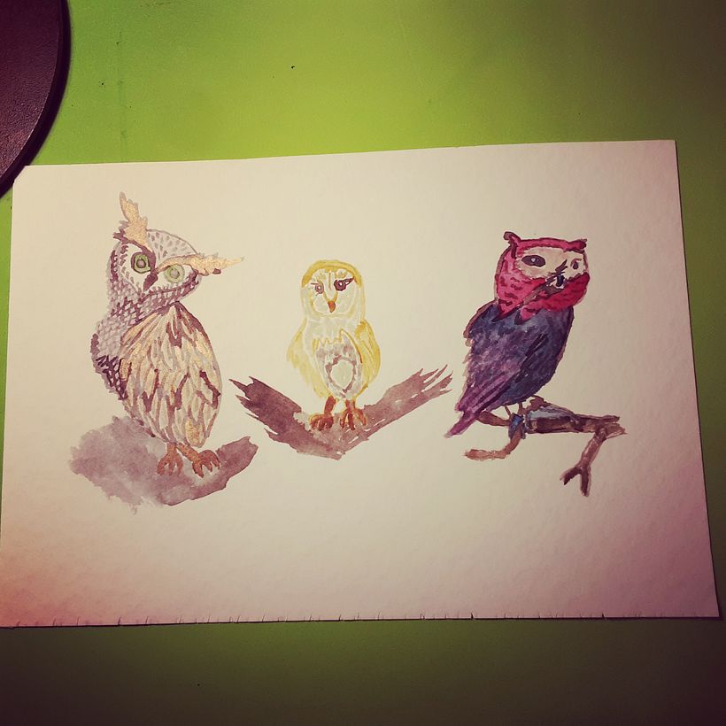 Búhos 🦉 