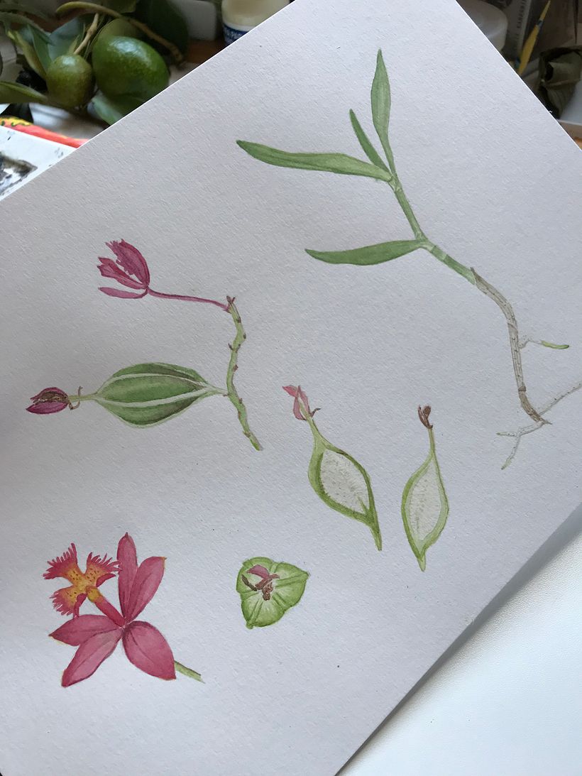 Epidendrum cinnabarinum