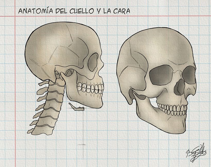 Mi Proyecto del curso: Dibujo anatómico de la cabeza humana - Bellas Artes