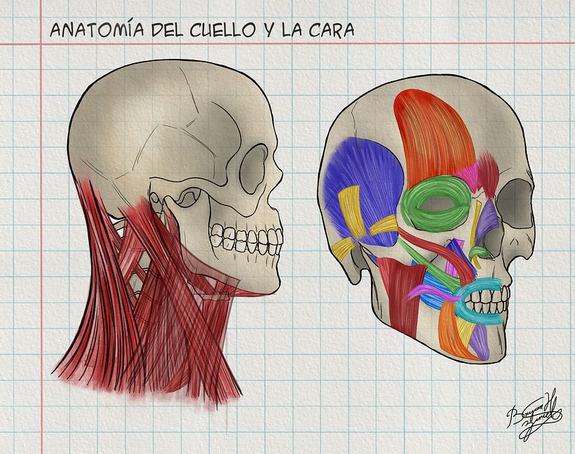 Mi Proyecto del curso: Dibujo anatómico de la cabeza humana - Bellas Artes