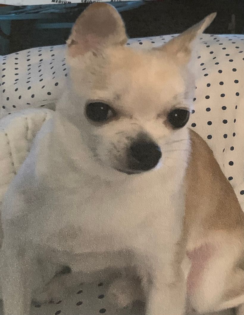  My photo of a Chihuahua       Final project