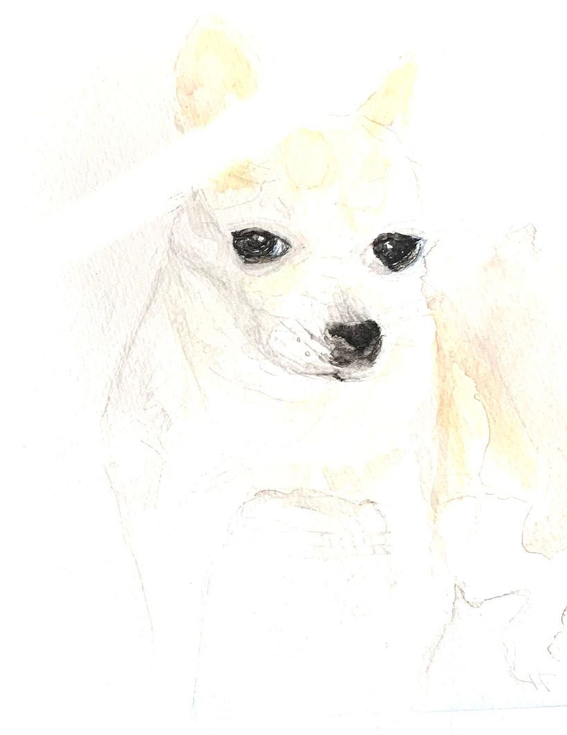 Sketch of a Chihuahua