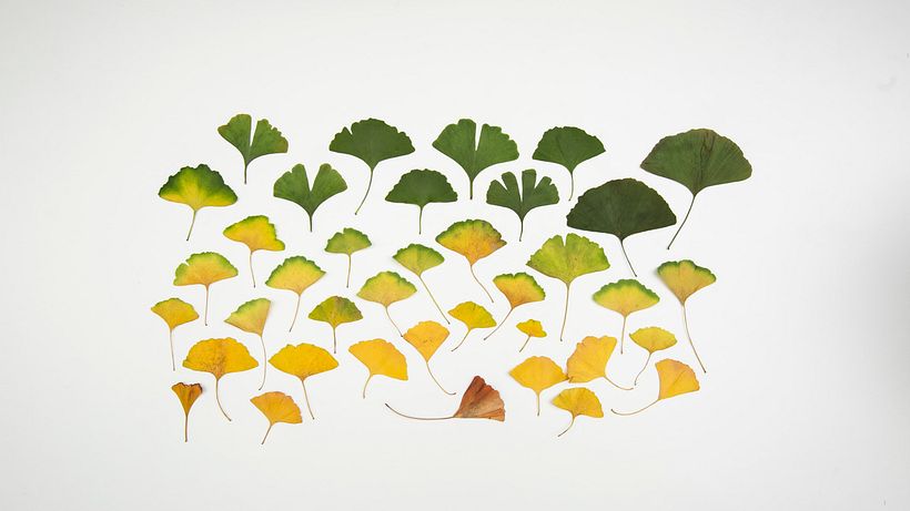Die Schmetterlinge von Ginkgo Biloba 2