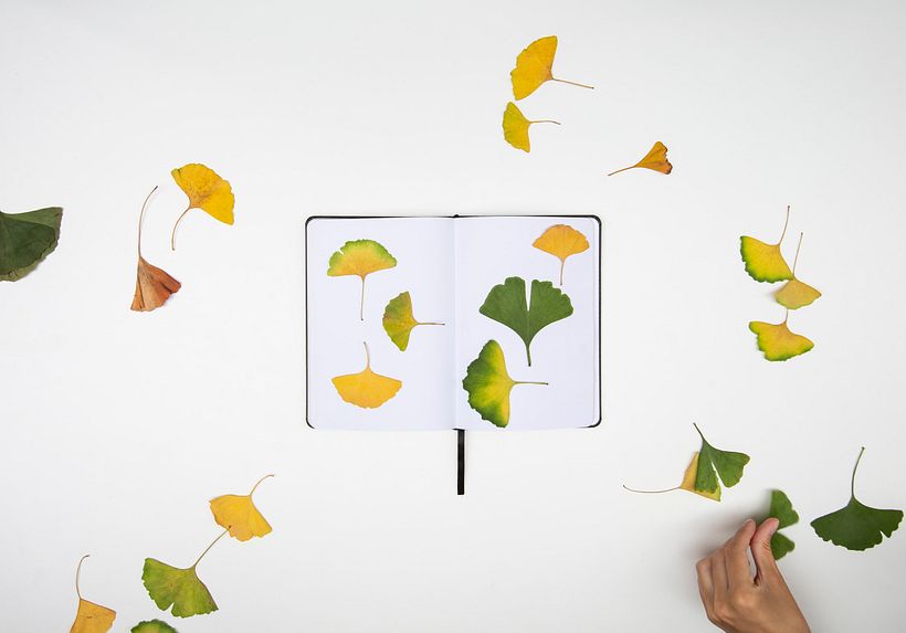 Die Schmetterlinge von Ginkgo Biloba 3