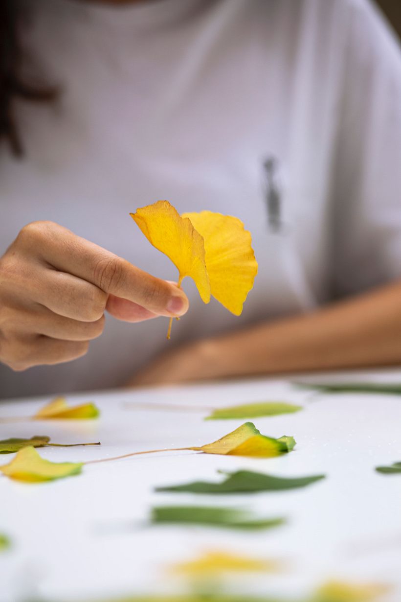 Die Schmetterlinge von Ginkgo Biloba 7