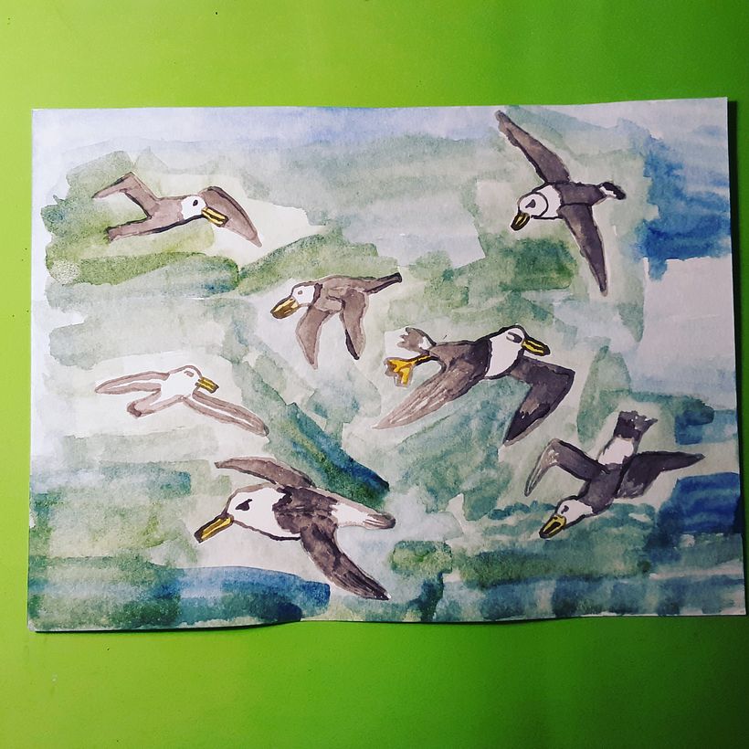 Albatros. 