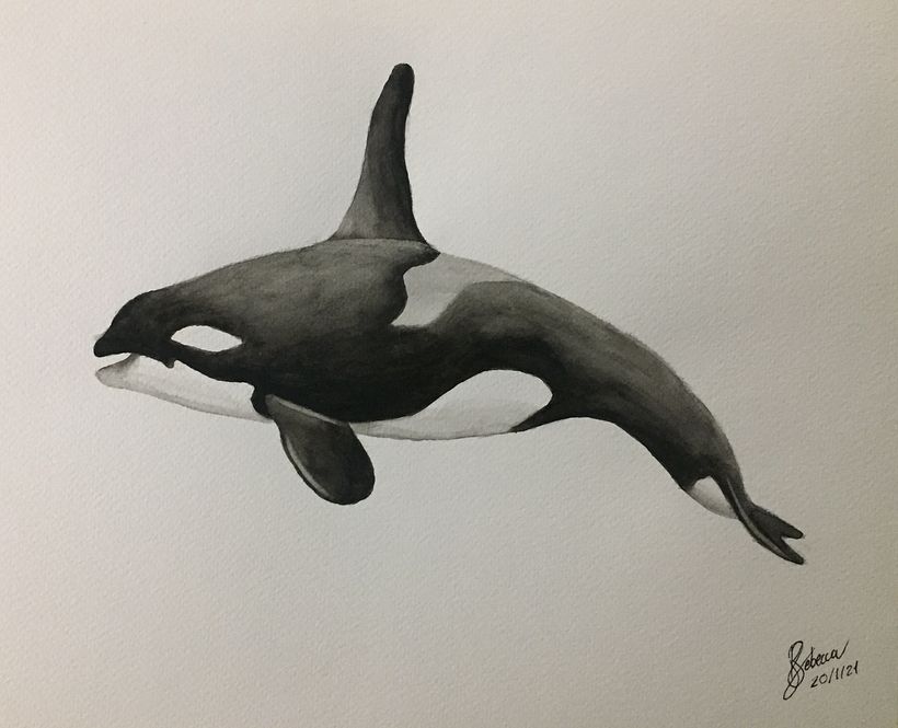 Orca whale