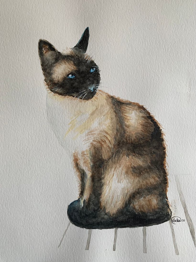 Siamese cat