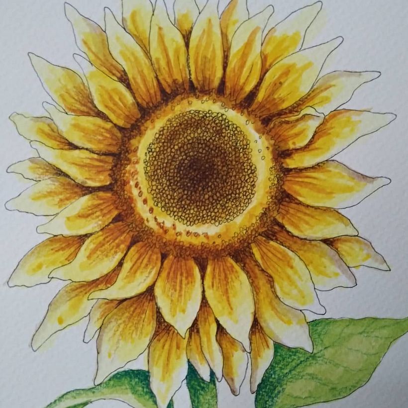 Mi Proyecto del curso: Sketchbook botánico: una aproximación meditativa 3