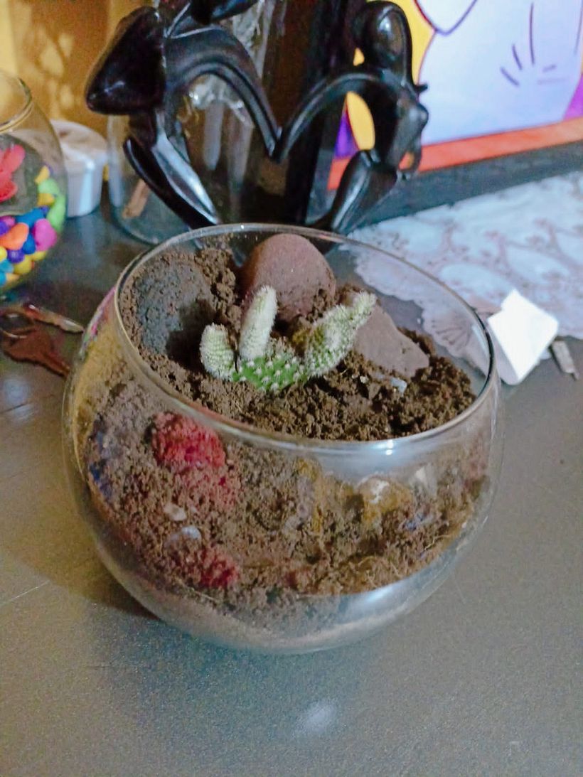 Mi Proyecto del curso: Arte vegetal: crea tu propio terrario abierto 3