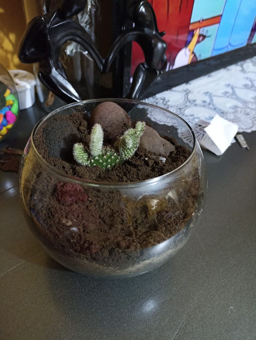 Mi Proyecto del curso: Arte vegetal: crea tu propio terrario abierto 3