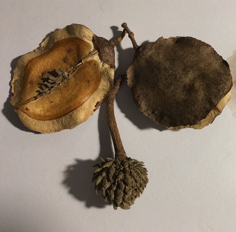 Brazilian Seeds
