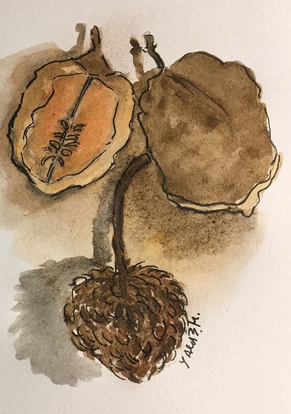 Seeds Illustration