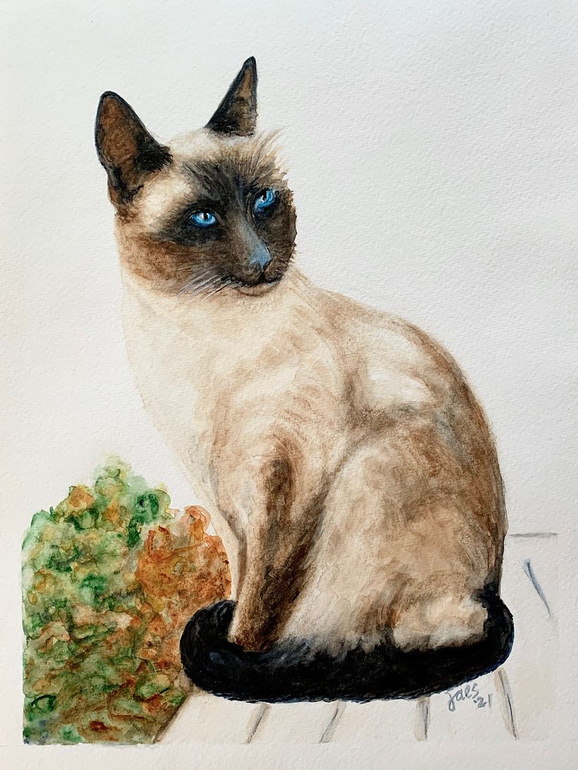 Siamese Thai Cat - watercolor, 9 x 12, 2021;  Photograph courtesy of Alex Meier 