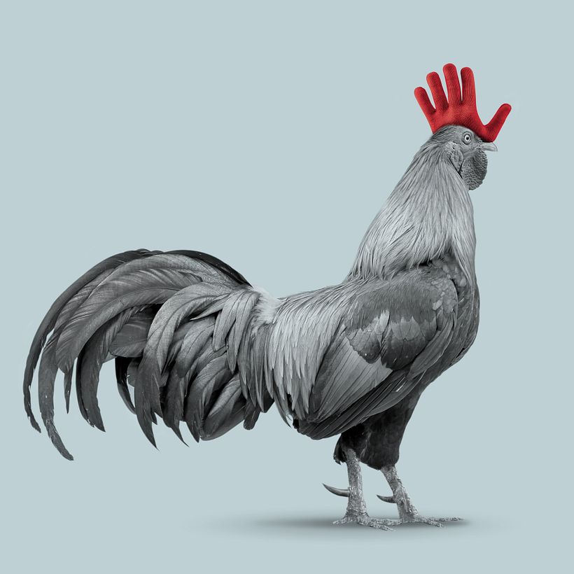 Otoño e Invierno en Corral de García (El Gallo y la Hoja; El Gallo y el Guante) 3
