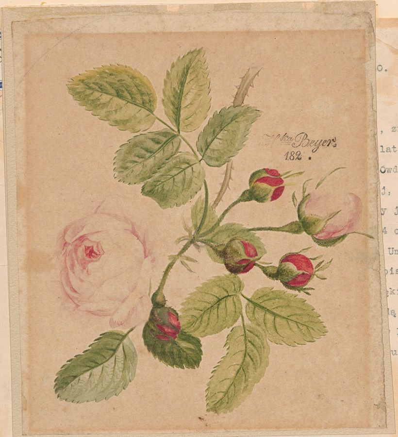 Galatza rozy. Unbekannter Autor (1820). Datei: Watercolour World