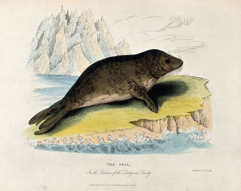 Robbe von William Panormo (1796-1867). Archiv: Zoologische Gesellschaft von London.