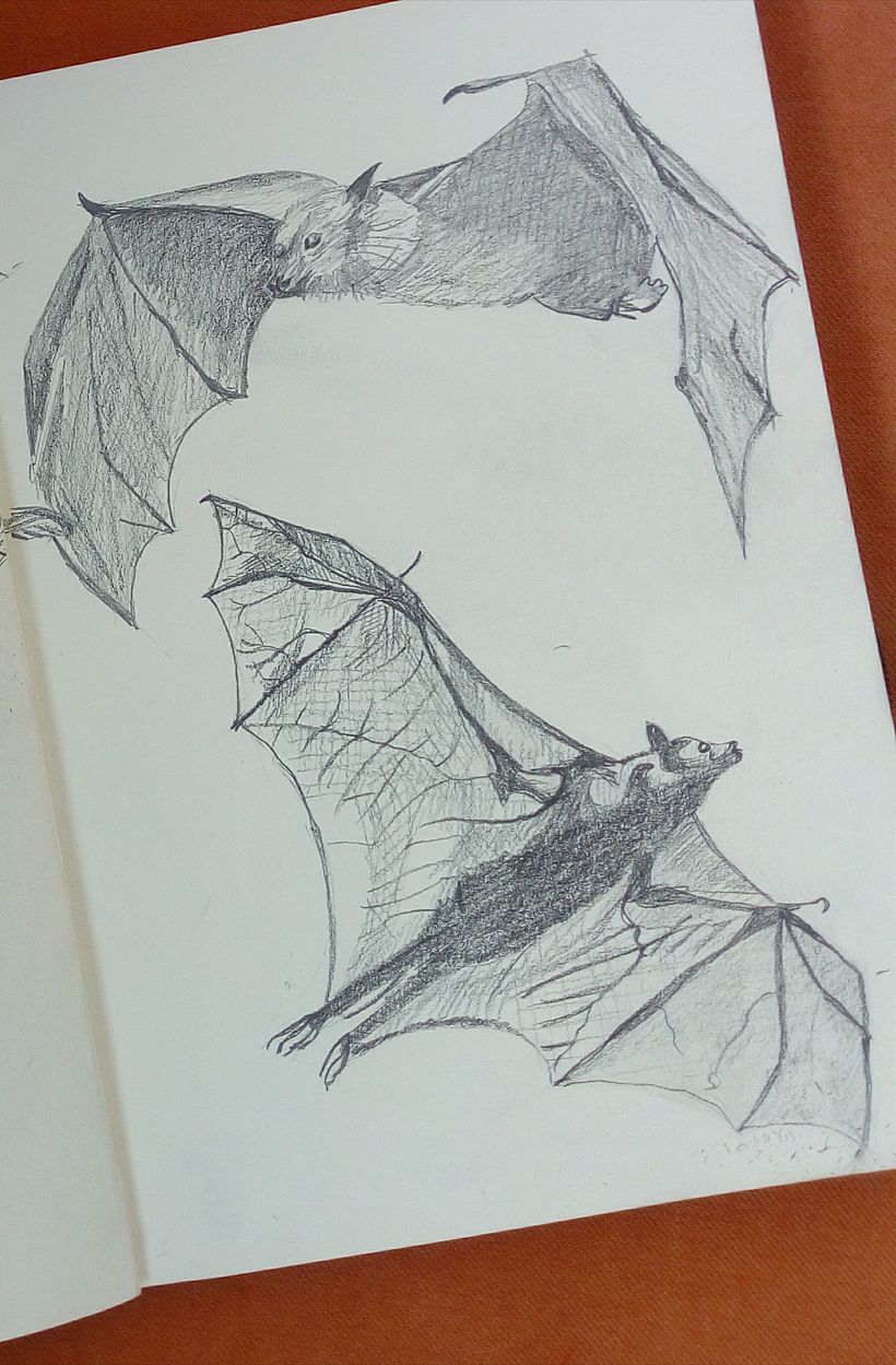 Sketching bats, my chosen animal