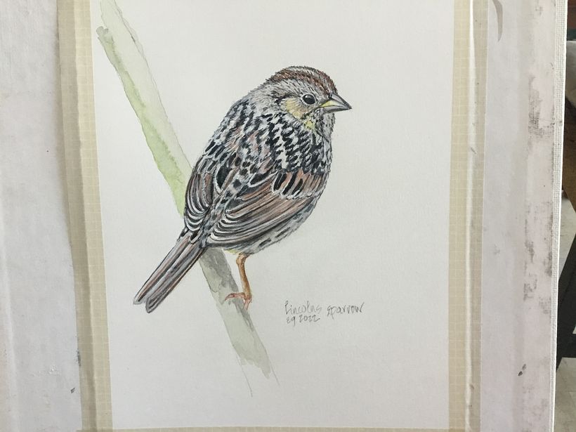 My project in Naturalist Bird Illustration with Watercolors course 2