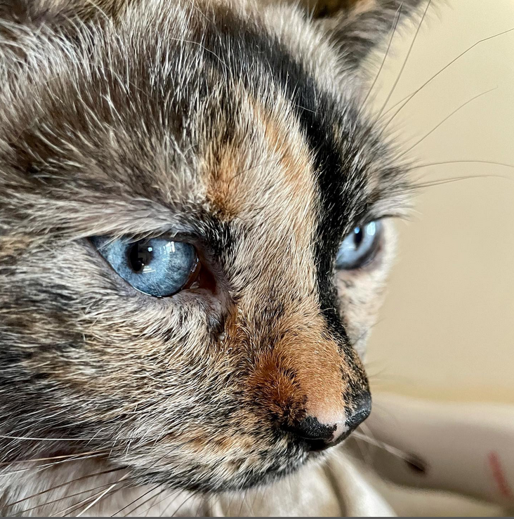 Reference image - a photo of my saucy, 12-year-old cat, Reykja