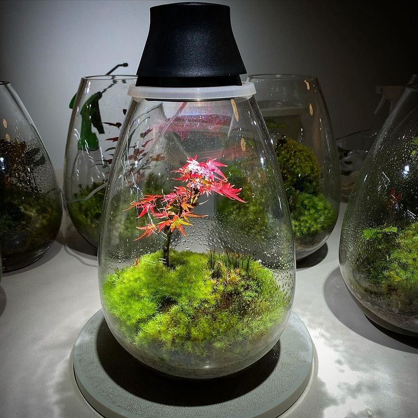 Si controlas variables como la luz, puedes lograr que tu terrario cambie de estación. Moss Light
