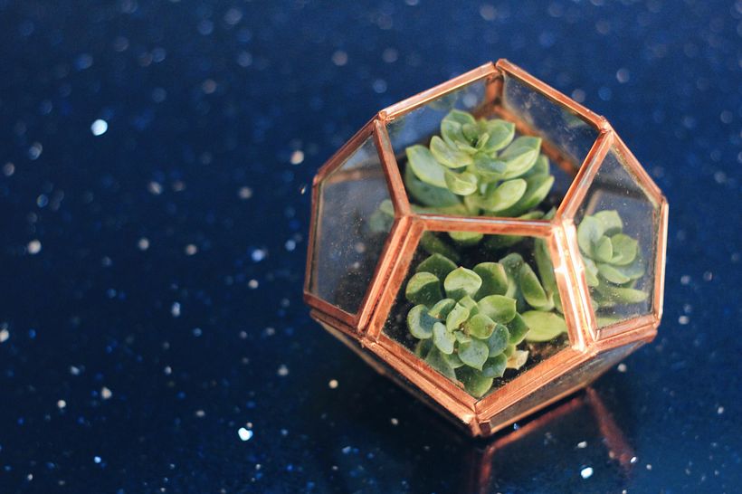 Para alargar el tiempo de vida de nuestra pieza de arte vegetal, tenemos que ir agregando minerales y nutrientes. Unsplash 