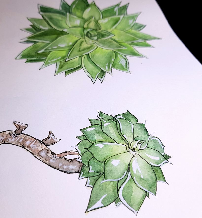 Mein Kursprojekt: Botanisches Zeichenheft: ein meditativer Ansatz 3