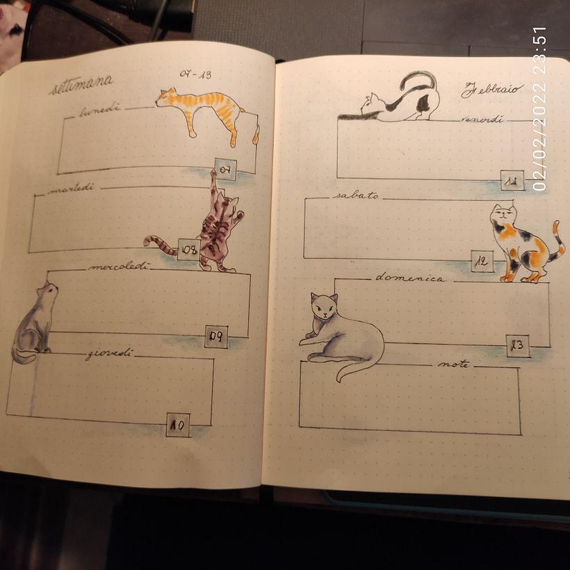 settimana con gatti