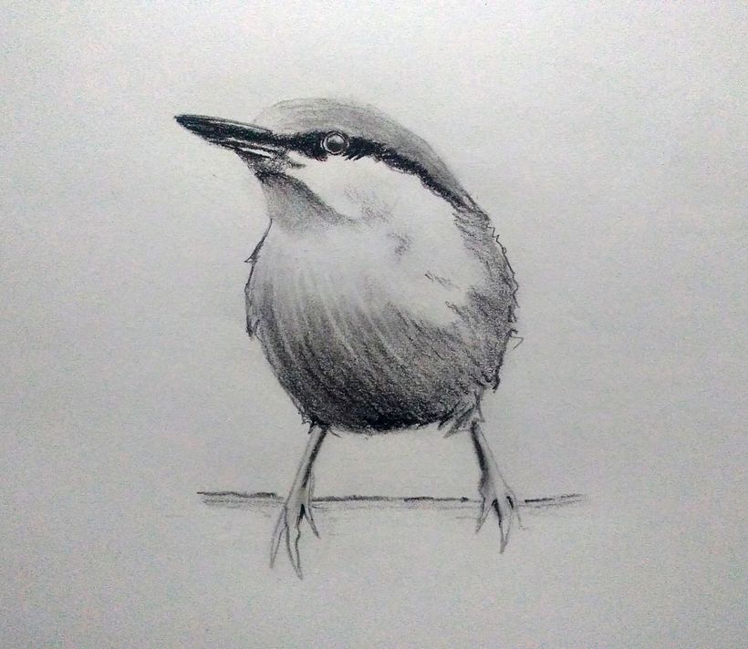 Pájaro con carboncillo Monyk