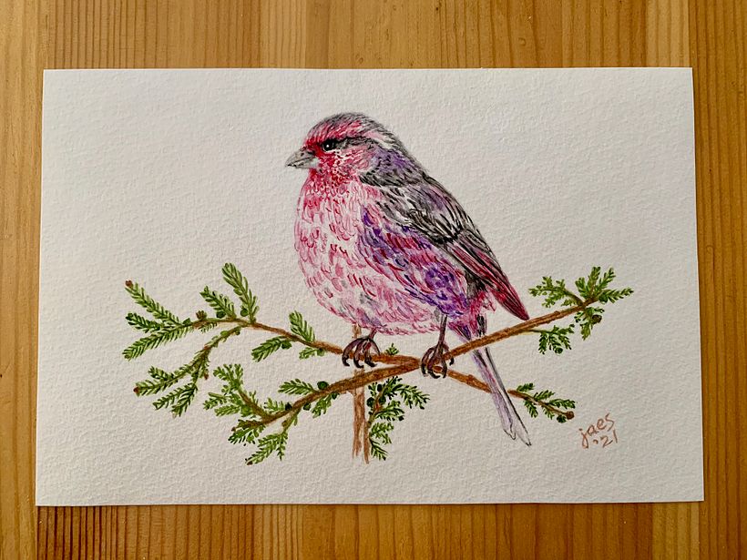 Himalayan Rose Finch: watercolor, 6 x 8, 2021; Photograph courtesy of Shiva Shankar (trogon.in)
