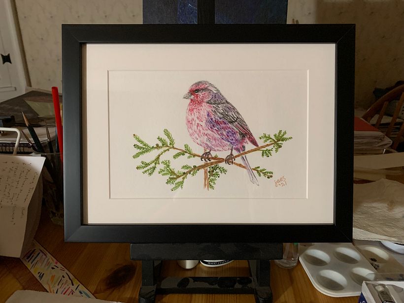 Framed - Himalayan Rose Finch: watercolor, 6 x 8, 2021;  photograph courtesy of Shiva Shankar (trogon.in) 