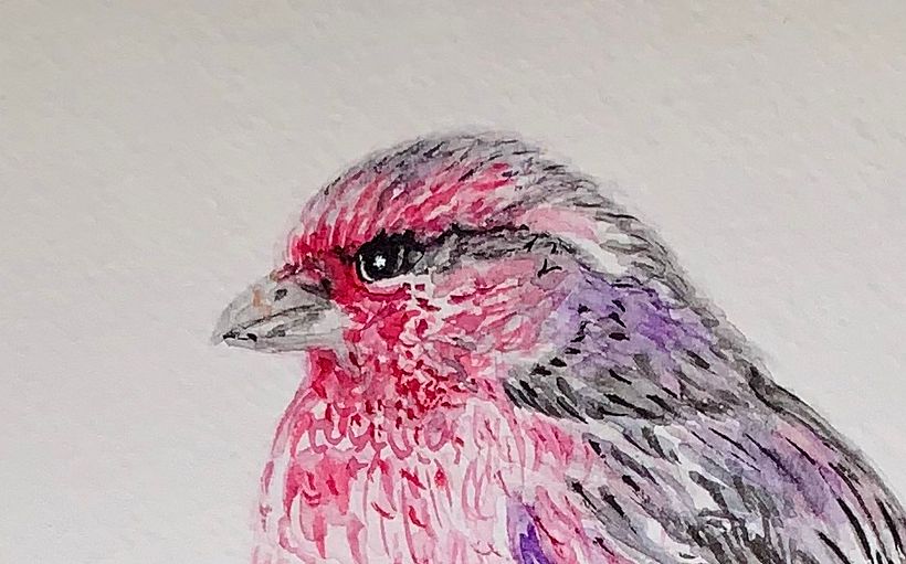 Details:  A close up of the beak and eye