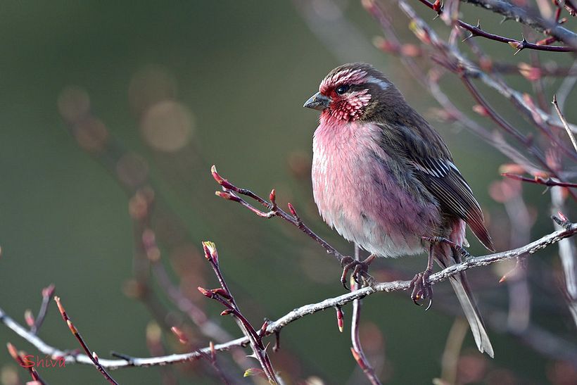  Photo reference - Original photograph courtesy of Shiva Shankar (trogon.in)