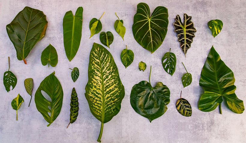 Nos emocionamos y elegimos la paleta vegetal adecuada para cada espacio.