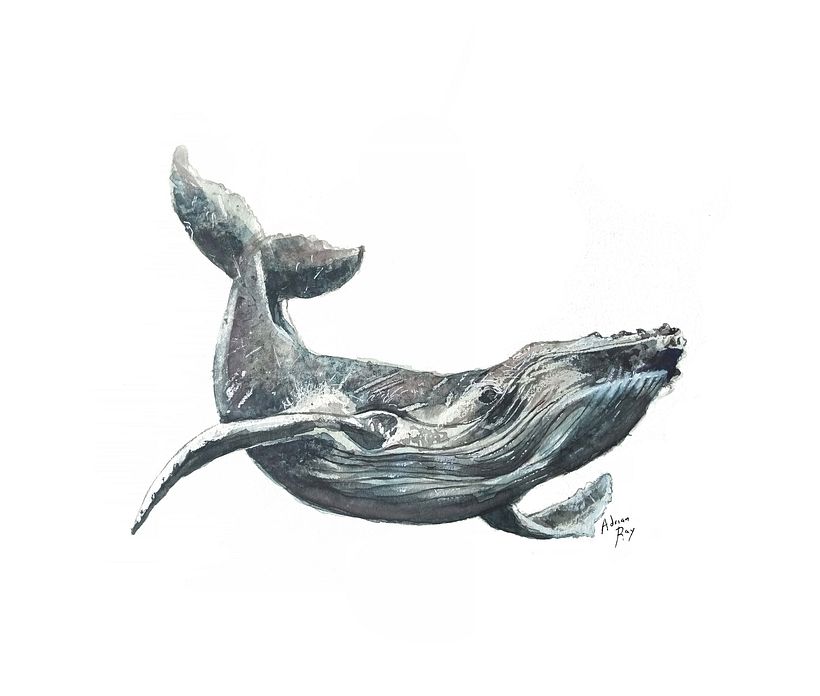 Humpback Whale