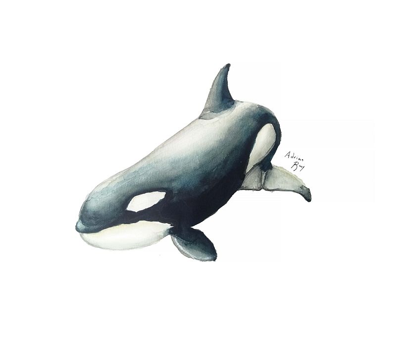 Orca