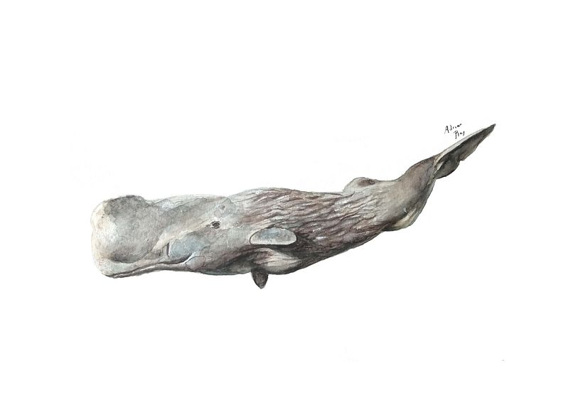 Sperm Whale