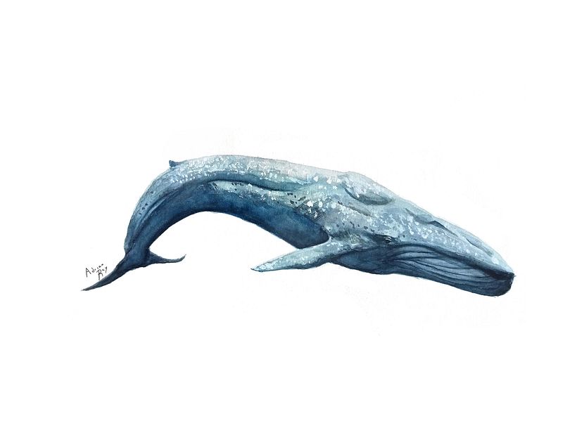 Blue Whale