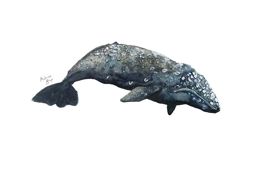 Grey Whale