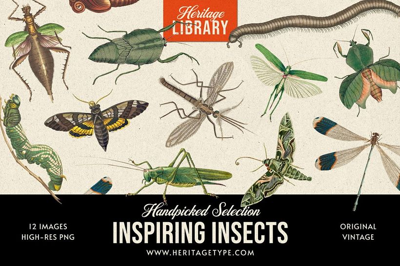 Inspiring Insects von Heritage Library.