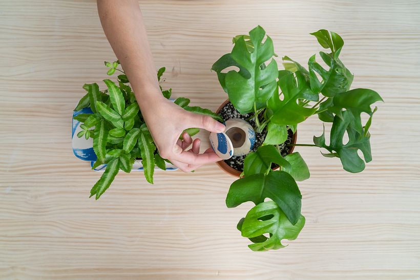 La olla se planta cerca de las raíces de la planta y por dentro está hueca para favorecer la irrigación
