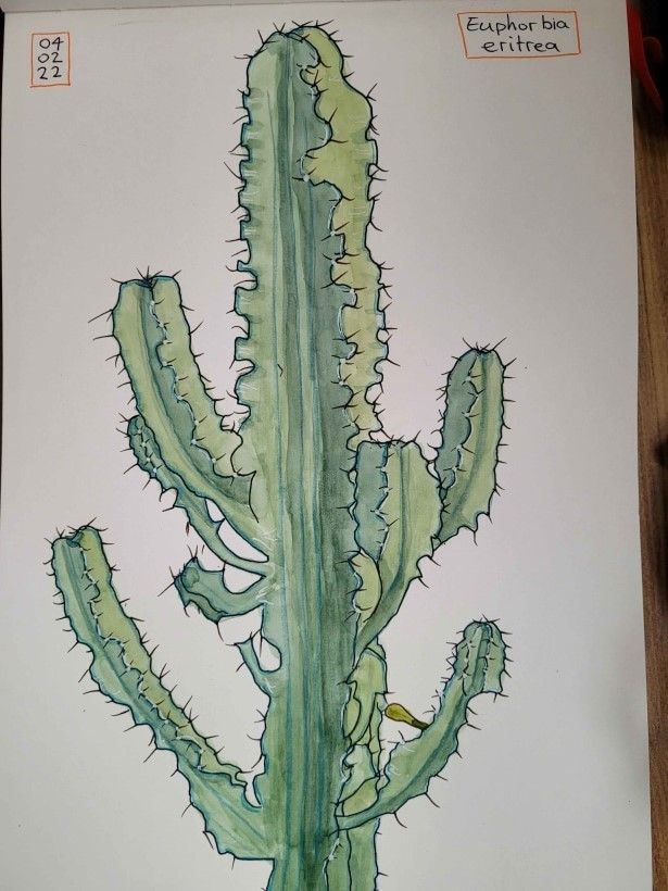 Mijn project van de cursus: Het botanische sketchbook: een meditatieve benadering 1